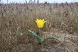 Tulipa behmiana