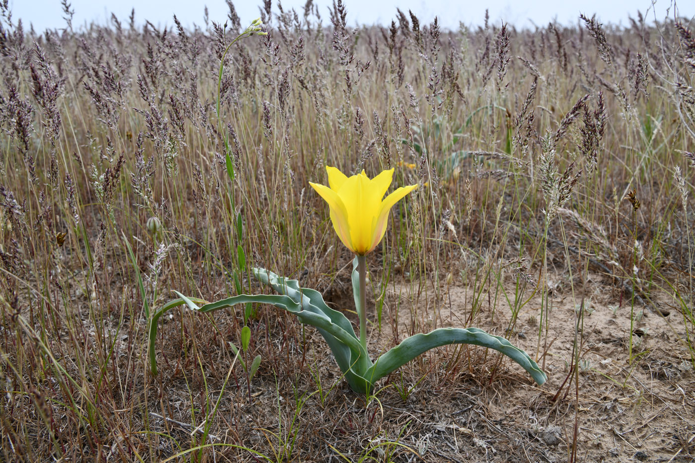 Image of Tulipa behmiana specimen.