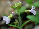 Arabidopsis arenosa