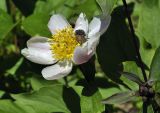 Paeonia lactiflora