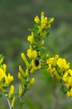 Chamaecytisus ruthenicus