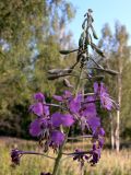 Chamaenerion angustifolium. Верхушка соцветия. Московская обл., окр. г. Чехов, разнотравная поляна в берёзовом лесу. 17.07.2010.