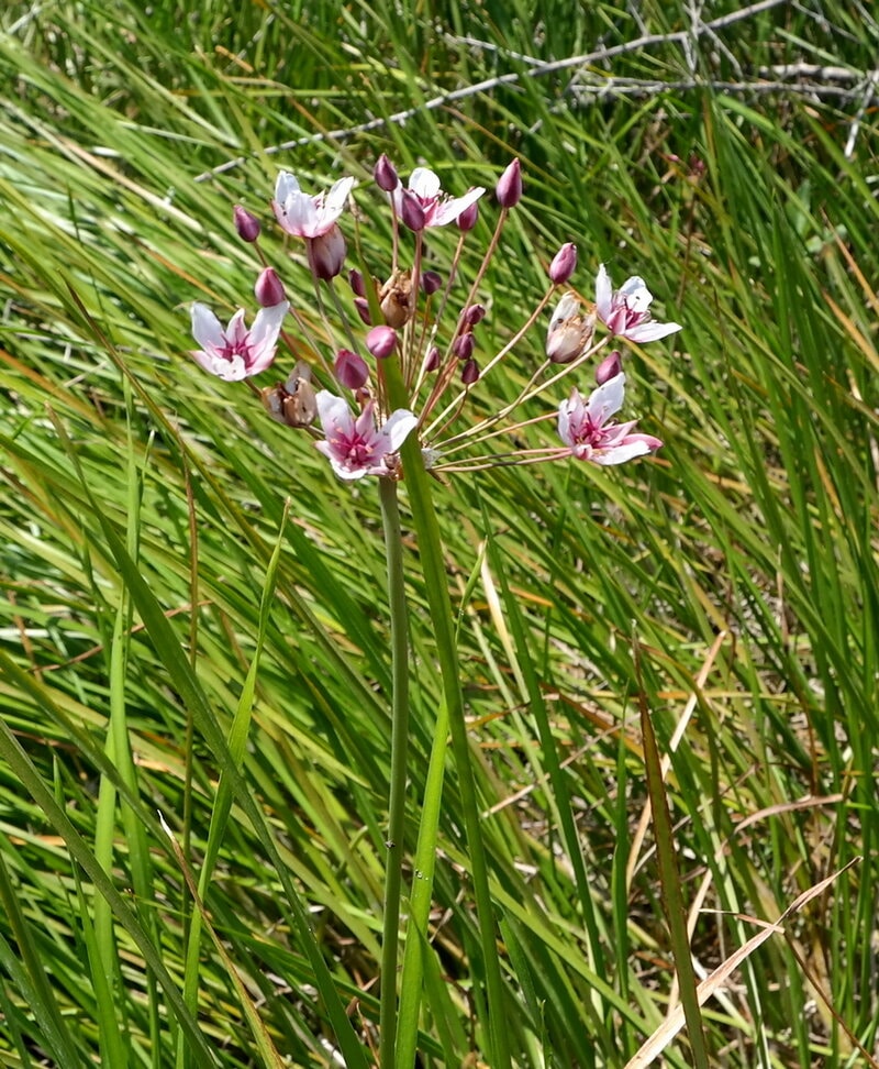 Image of Butomus umbellatus specimen.