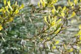 Astragalus scheremetewianus. Соцветия с цветками и развивающимися плодами. Таджикистан, Горно-Бадахшанская автономная обл., Ишкашимский р-н, Шахдаринский хр., дол. р. Памир, выс. ≈ 3800 м н.у.м., сухой каменистый склон. 3 июля 2024 г.