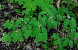 Lonicera xylosteum