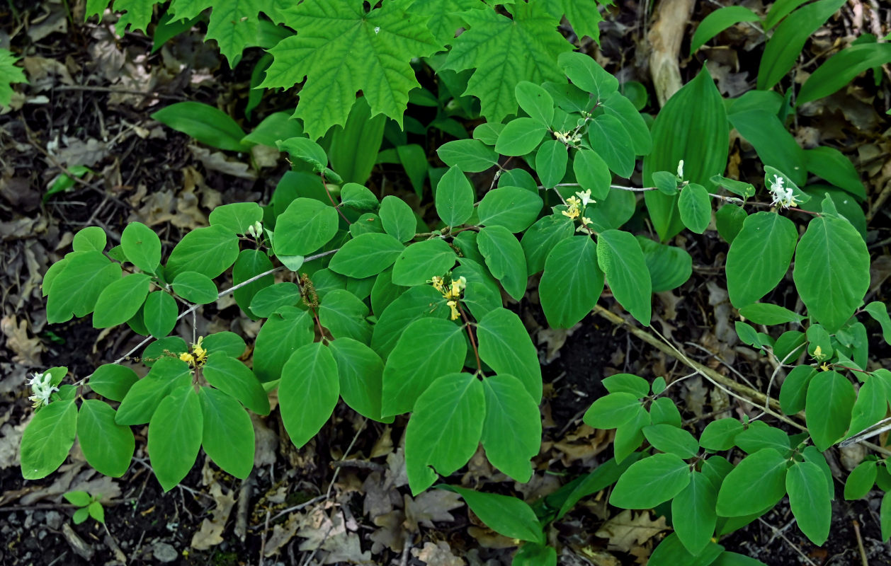Изображение особи Lonicera xylosteum.