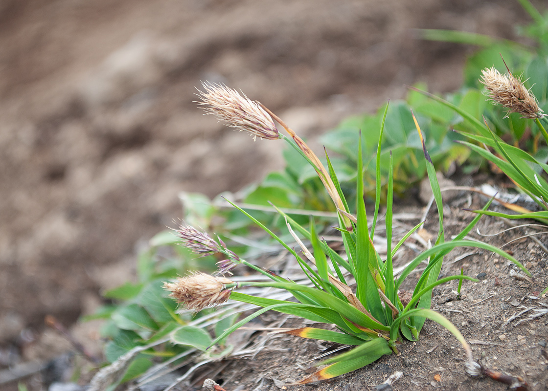Image of Calamagrostis sesquiflora specimen.