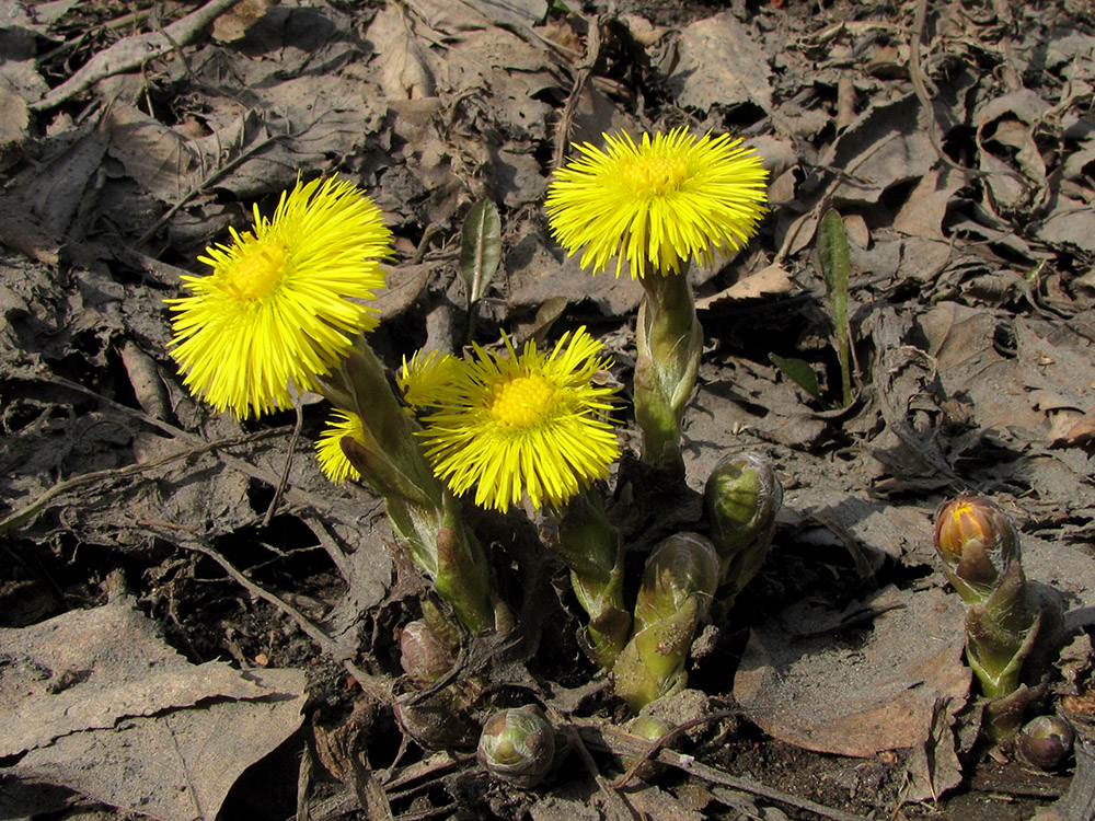 Image of Tussilago farfara specimen.