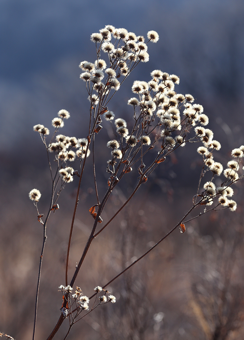 Image of Aster tataricus specimen.