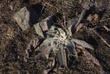 genus Verbascum. Покоящееся растение. Грузия, край Самцхе-Джавахети, левый борт долины р. Кура, восточный склон Эрушетского нагорья, окр. с. Тмогви, рядом с фермой Серго, луг. 3 февраля 2025 г.