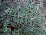 Hedysarum tauricum