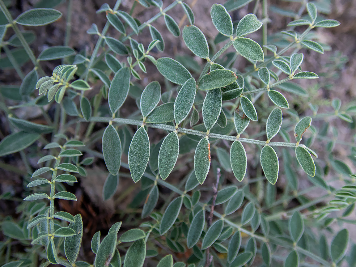 Image of Hedysarum tauricum specimen.
