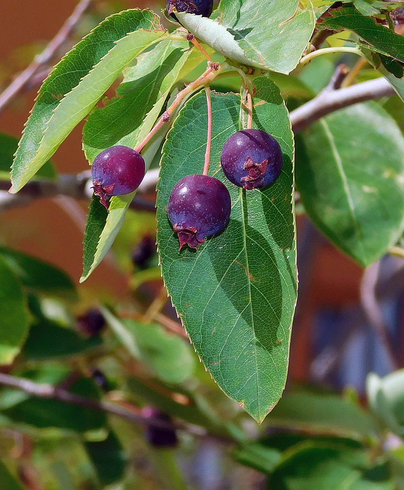 Изображение особи Amelanchier ovalis.
