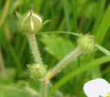 Fragaria moschata