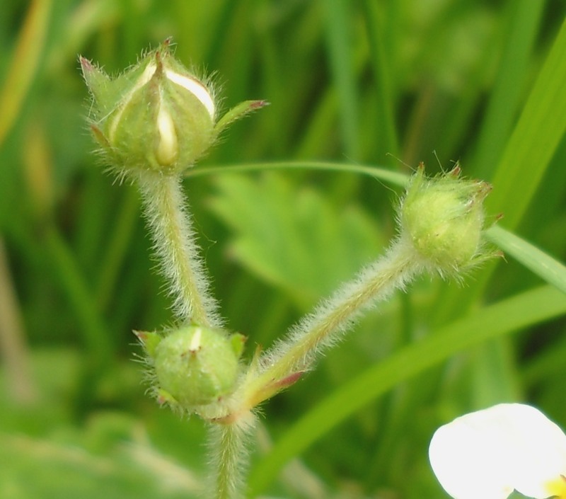 Изображение особи Fragaria moschata.