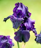 род Iris