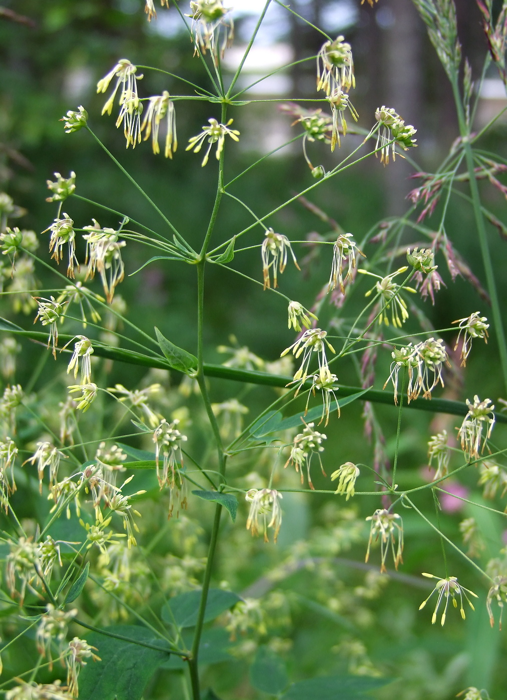 Изображение особи Thalictrum kemense.