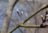 Acer tegmentosum. Часть ветви с распускающимися почками. Приморский край, Шкотовский р-н, окр. пос. Подъяпольск, бровка обрыва приморской сопки, широколиственный лес. 03.05.2025.
