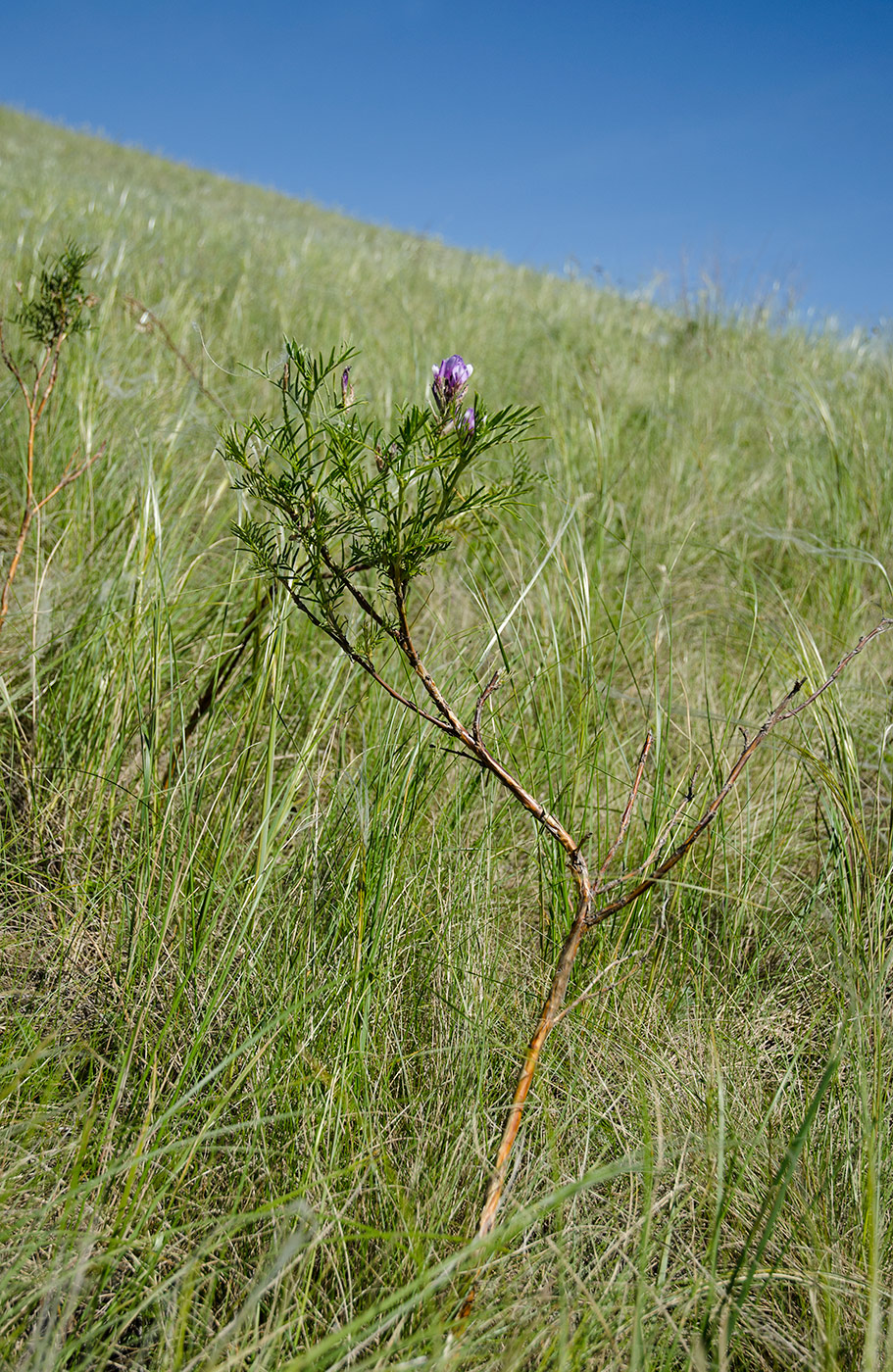Image of Astragalus oropolitanus specimen.