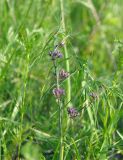 Cynanchum purpureum. Верхушка цветущего растения. Приморский край, Уссурийский ГО, окр. с. Монакино, разнотравный луг на вершине сопки. 31.05.2025.