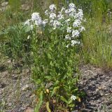 Hesperis matronalis. Цветущее растение. Карачаево-Черкесия, Домбай, гора Мусса-Ачитара, 2400 м н.у.м., на пологом склоне. 09.07.2015.