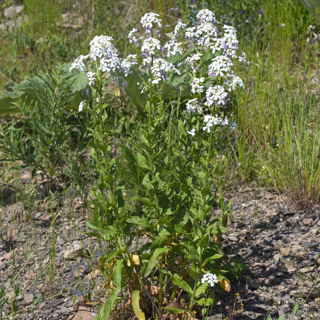 Image of Hesperis matronalis specimen.