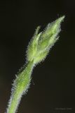 род Silene