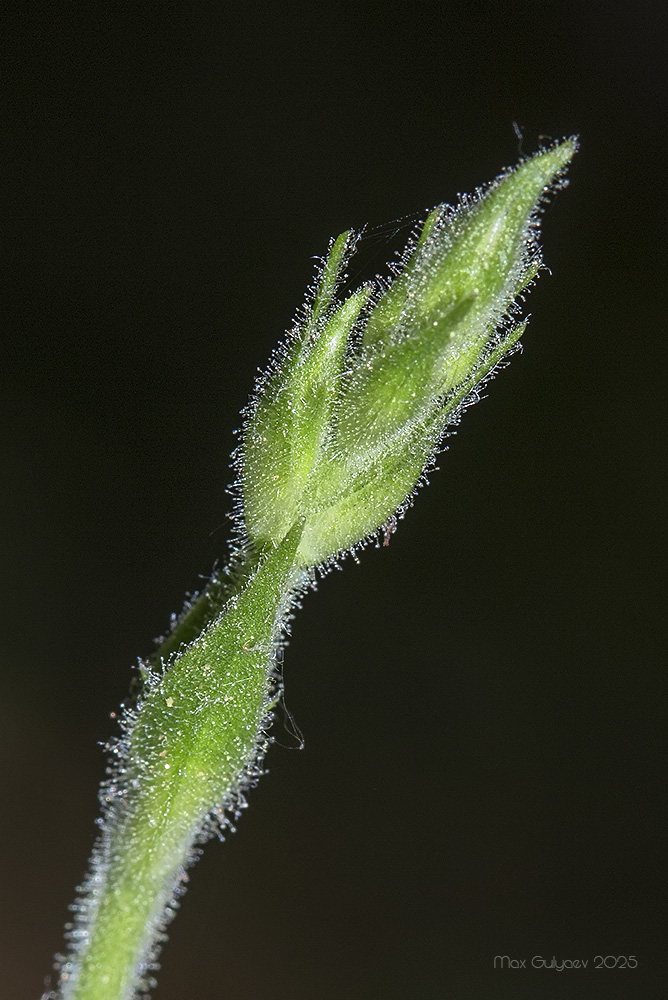 Image of genus Silene specimen.