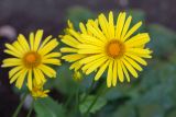 Doronicum orientale
