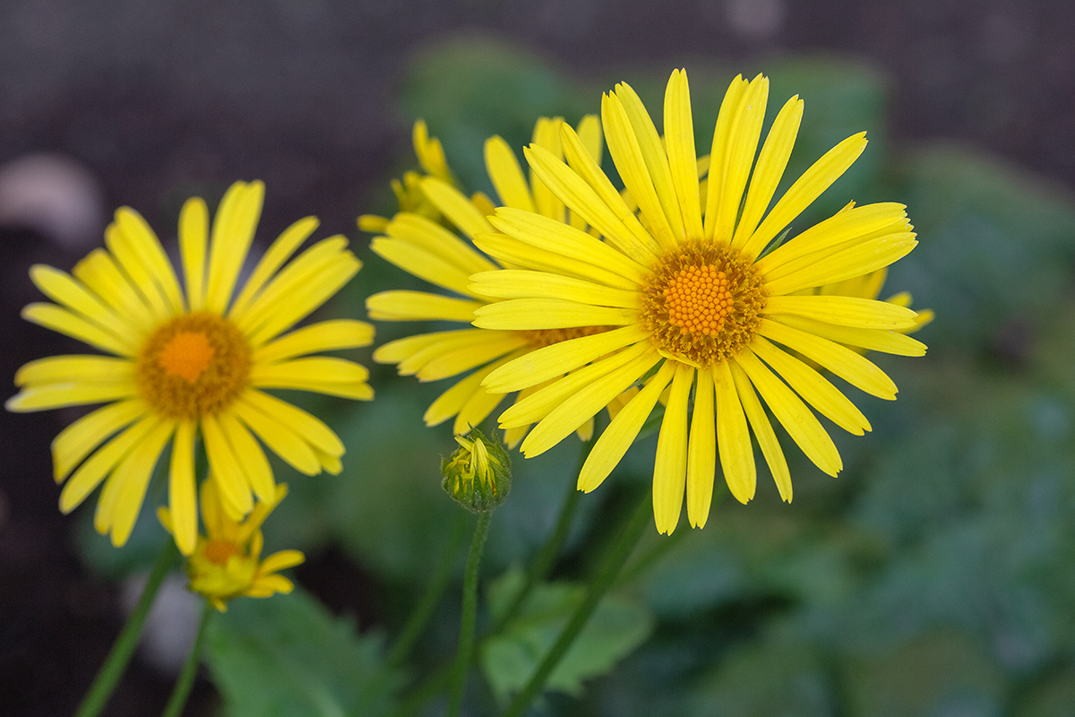 Image of Doronicum orientale specimen.