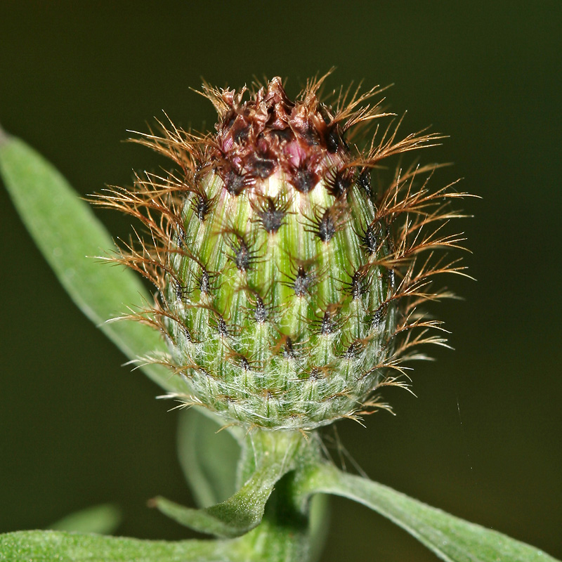Image of Centaurea salicifolia specimen.