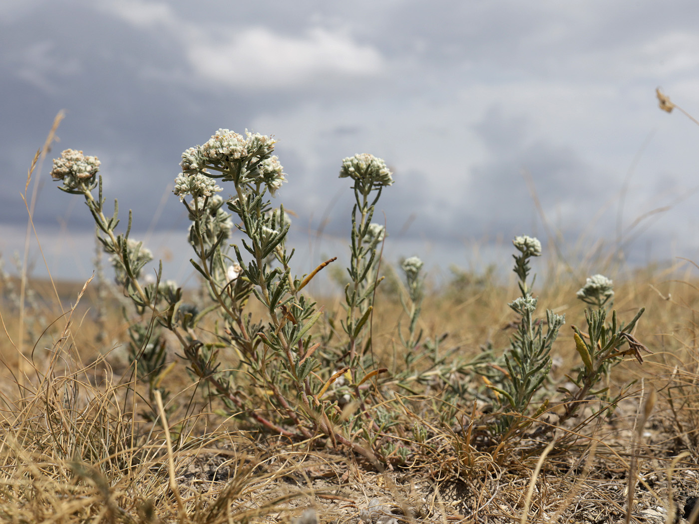 Image of Teucrium capitatum specimen.