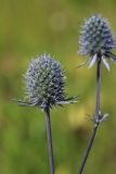 Eryngium planum
