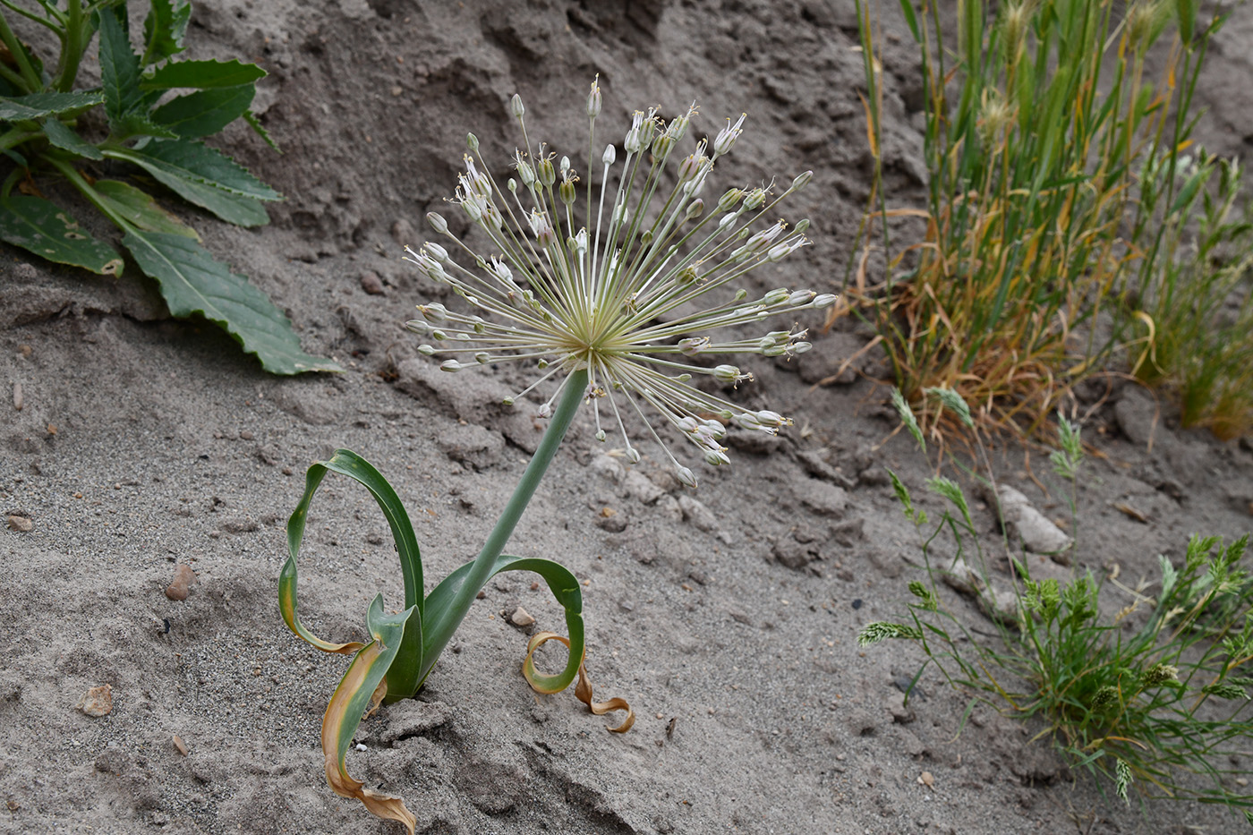 Image of Allium baissunense specimen.
