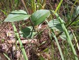 Epipactis atrorubens. Основания побегов с листьями. Калининградская обл., Зеленоградский м. о., Куршская коса, эко-тропа \"Высота Эфа\". 24.07.2025.