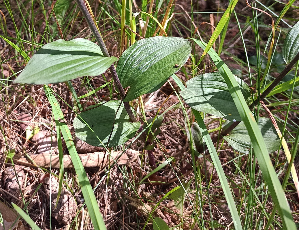 Image of Epipactis atrorubens specimen.