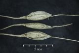 Image of taxon representative. Author is Николай Мыльников
