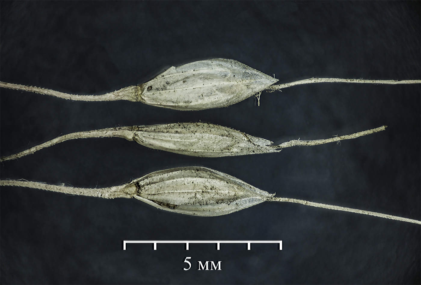 Image of Achnatherum virescens specimen.