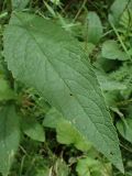 genus Senecio. Лист. Хабаровский край, окр. г. Комсомольск-на-Амуре, лиственный лес, обочина грунтовой дороги. 09.08.2025.