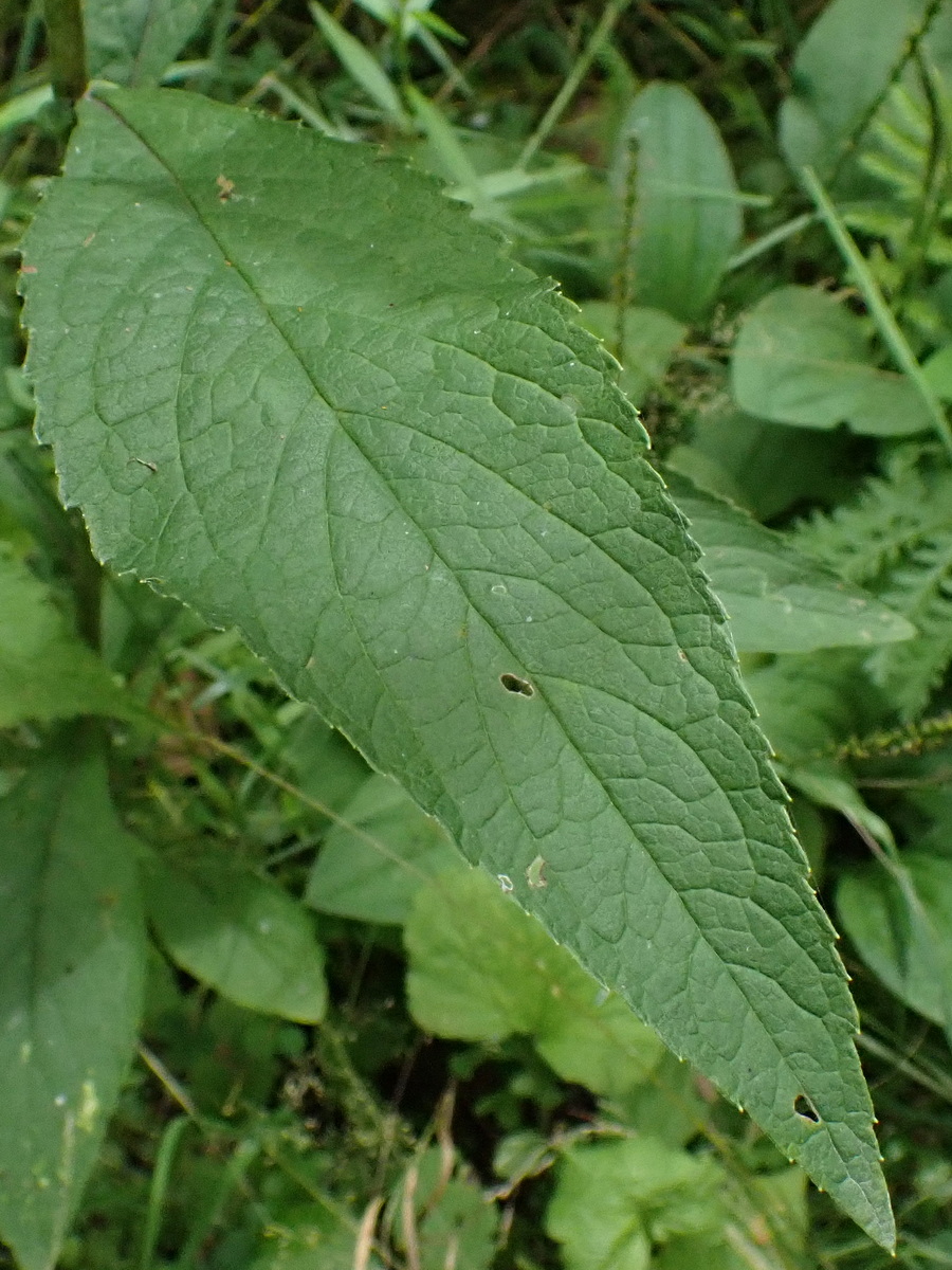 Image of genus Senecio specimen.