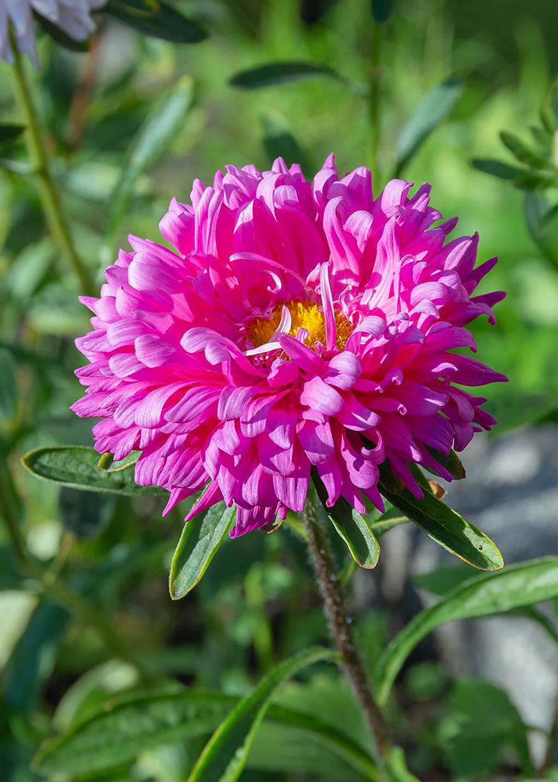 Изображение особи Callistephus chinensis.