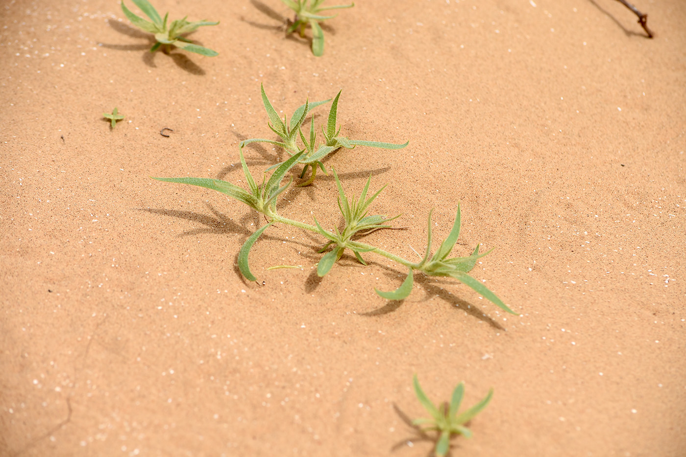 Изображение особи Agriophyllum pungens.