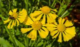 View full-size image Helenium autumnale
