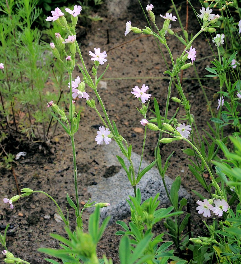 Image of Silene aprica specimen.