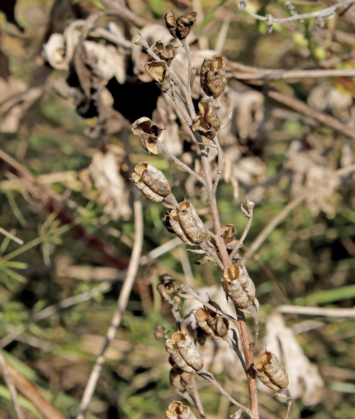 Image of Delphinium cuneatum specimen.