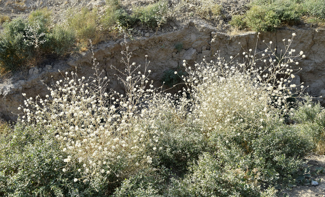 Изображение особи Lachnophyllum gossypinum.