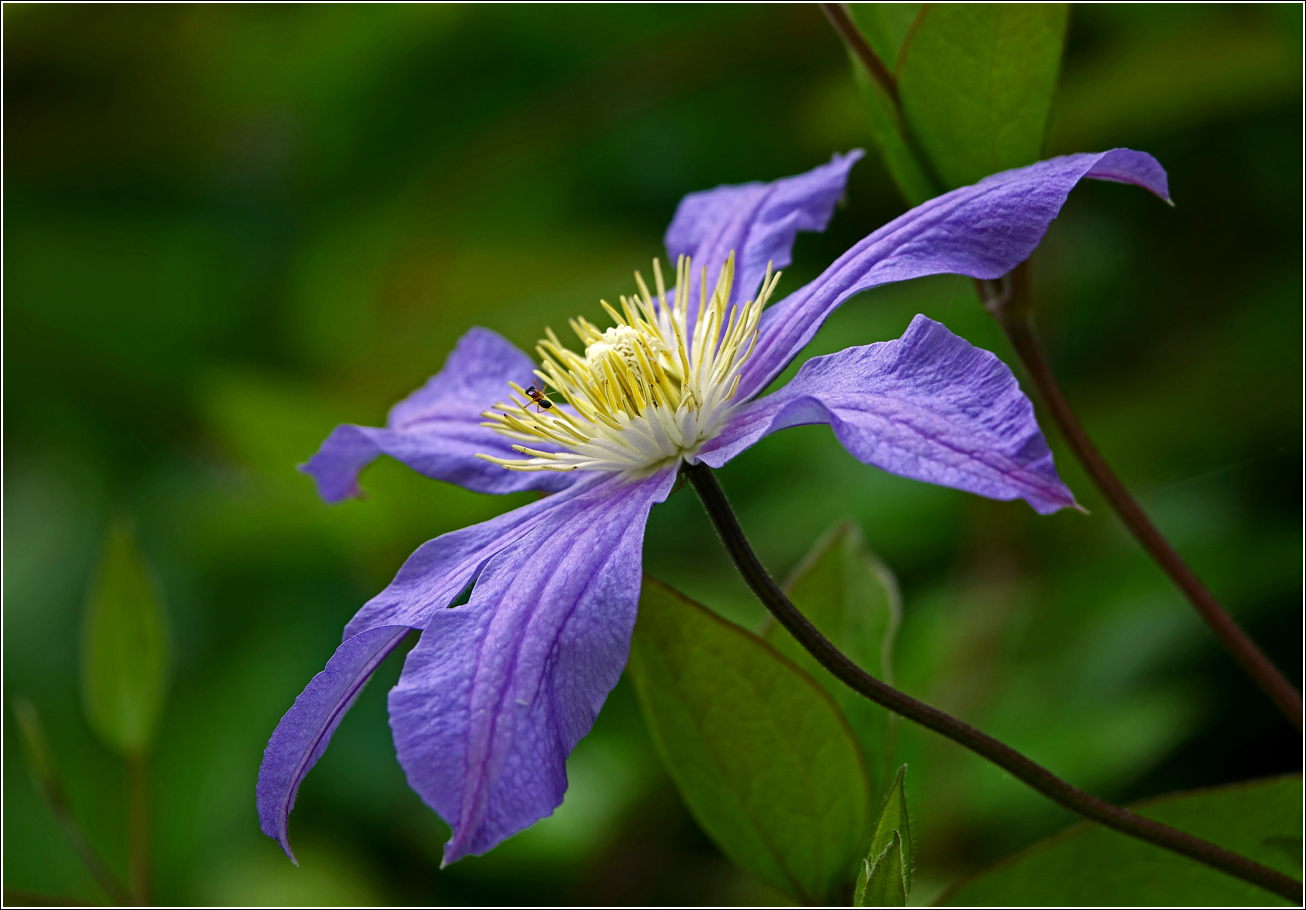 Изображение особи Clematis &times; jackmanii.