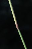 Calamagrostis epigeios. Часть стебля с узлом. Беларусь, Витебская обл., пос. Езерище, сухой лужок. 12.08.2025.