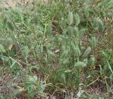 род Eremopyrum. Цветущие и плодоносящие растения. Калмыкия, Черноземельский р-н, степь. 02.05.2025.