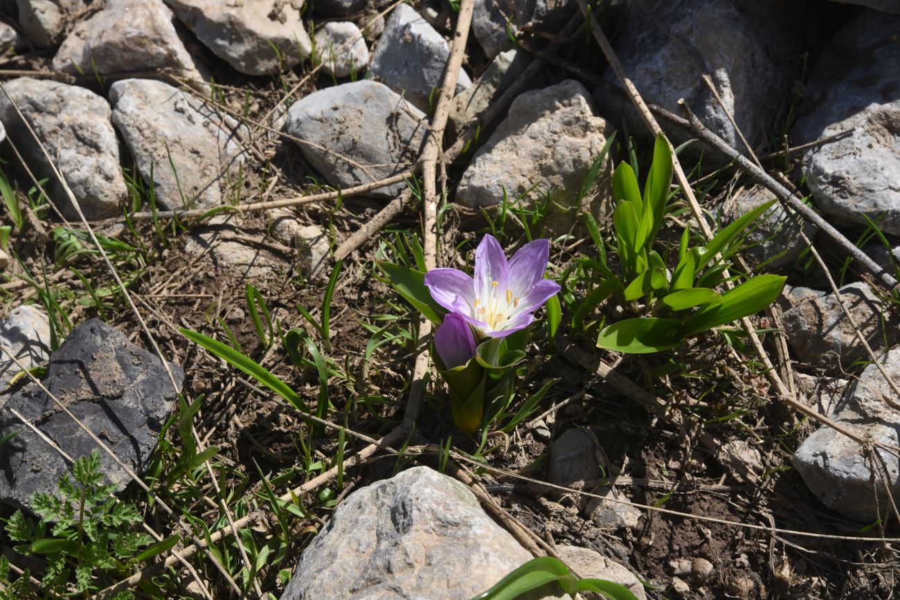 Image of Merendera kurdica specimen.